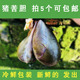 新鲜猪胆猪胆水 生鲜猪苦胆猪胆汁 包邮 猪胆干胆水汁 拍5个可