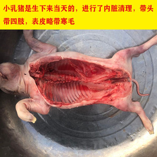 【小乳猪整只 全猪1斤多】猪胎兽 小猪香猪小胎猪实验研究标本