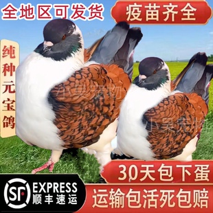 【顺丰包活】纯种大体元宝鸽子圆环鸽子一对种鸽观赏鸽活体肉鸽