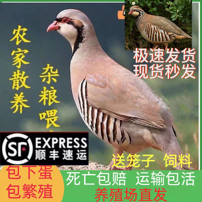 包活鹧鸪活鸟一对石鸡呱呱鸡飞龙鸟嘎啦朶拉鸡美国鹧鸪鸡活苗成年