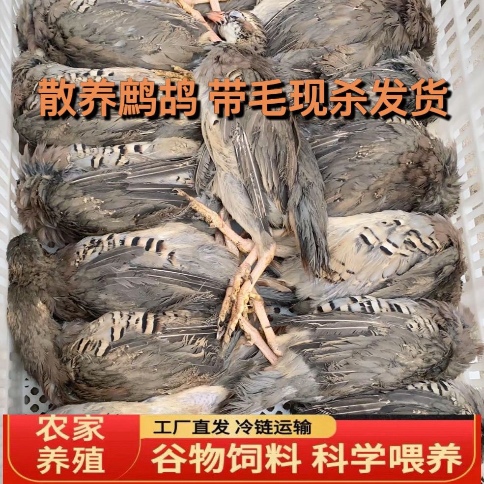 带毛飞龙带毛活杀鹧鸪飞龙嘎啦鸡冷冻带毛送礼佳品包邮