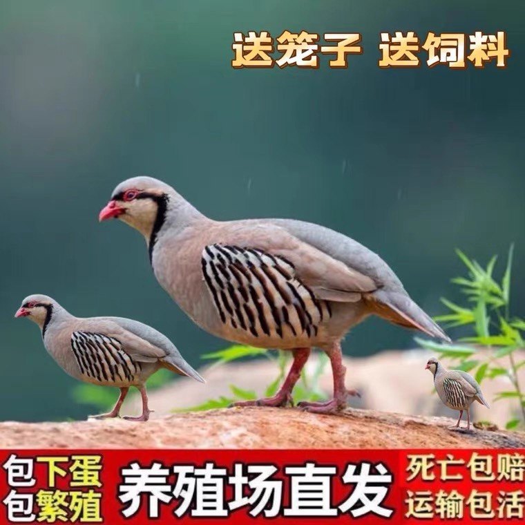 鹧鸪活鸟一对石鸡呱呱鸡飞龙鸟嘎啦朶拉鸡美国鹧鸪鸡活苗成年包活