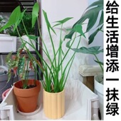 茨菇慈姑水生植物水培燕尾种苗池塘装 饰花卉净化鱼缸水质慈菇水培