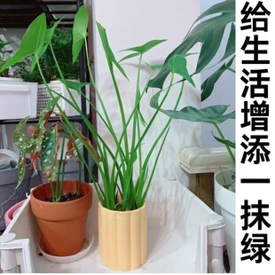 茨菇慈姑水生植物水培燕尾种苗池塘装饰花卉净化鱼缸水质慈菇水培