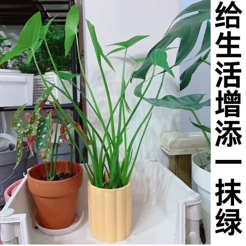 茨菇慈姑水生植物水培燕尾种苗池塘装饰花卉净化鱼缸水质慈菇水培