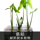 茨菇慈姑水生植物水培燕尾种苗池塘装 饰花卉净化鱼缸水质慈菇水培