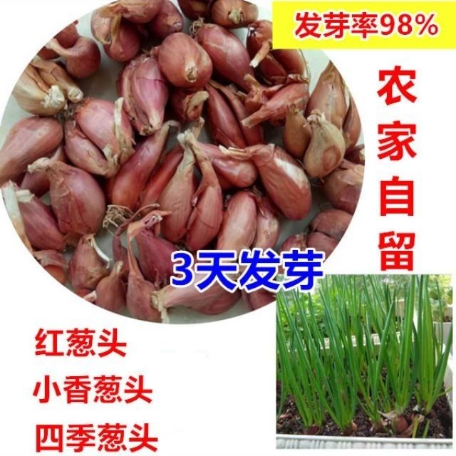 葱种小香葱种子种头红葱头阳台蔬菜种子四季盆栽红火葱头家庭葱头