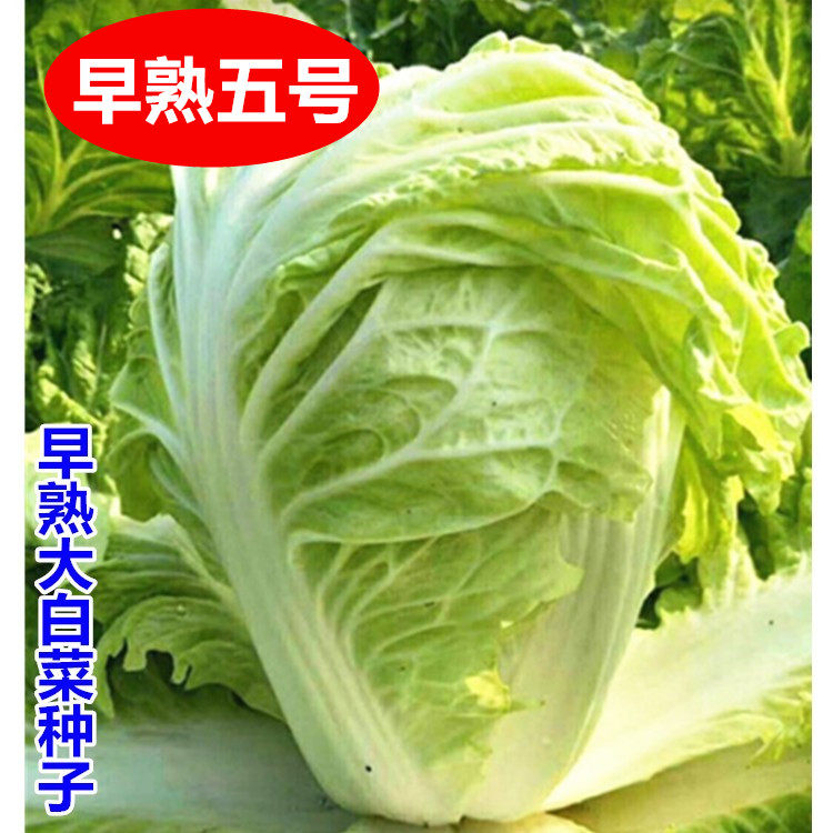 早熟5号大白菜种子秋季包头大白菜包心菜种籽孑蔬菜高产秋播耐寒