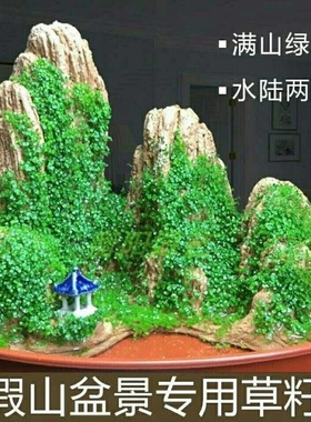 四季假山草种子 造盆景珍珠草种子 吸水石专用草籽上水石植物易活