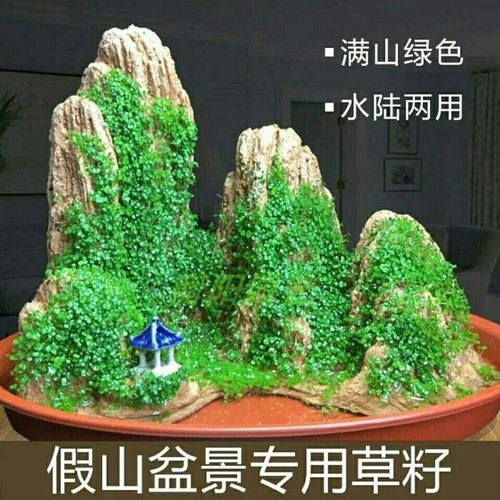 四季假山种子盆景珍珠草吸水