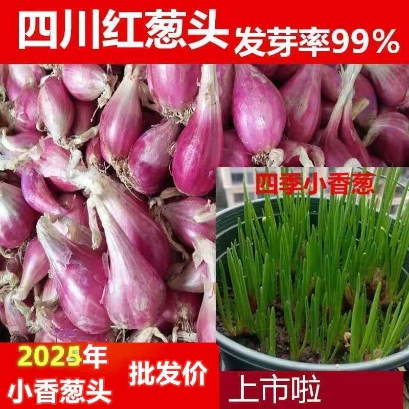四川红葱头铁葱火葱自家种盆栽极速发货四季种植四季小香葱红头葱