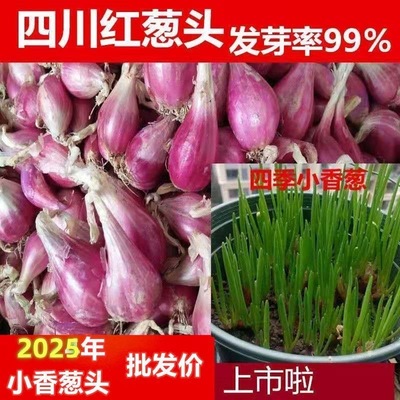 四川红葱头铁葱火葱自家种盆栽极速发货四季种植四季小香葱红头葱
