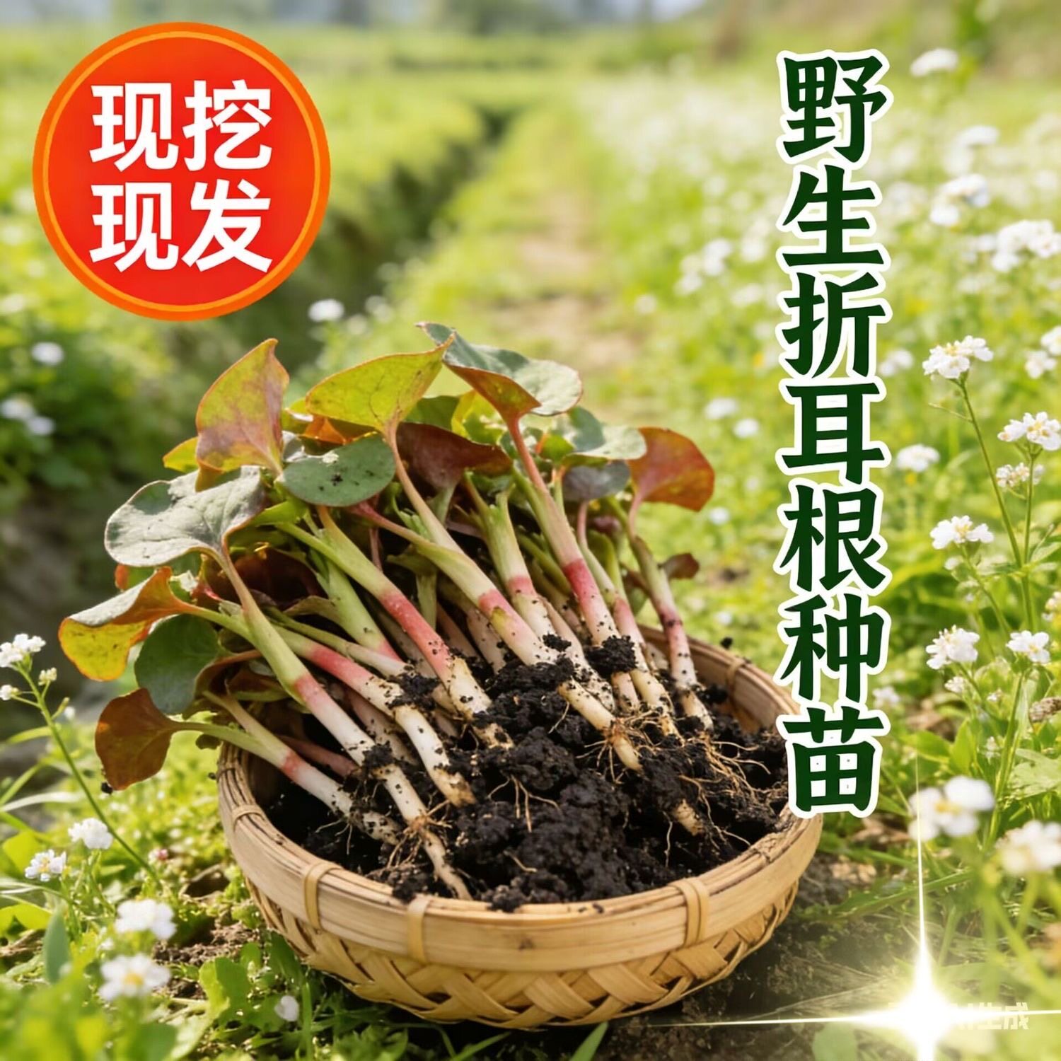 鱼腥草苗折耳根可食用野生根苗带泥现挖发货盆栽地栽易活好养正宗