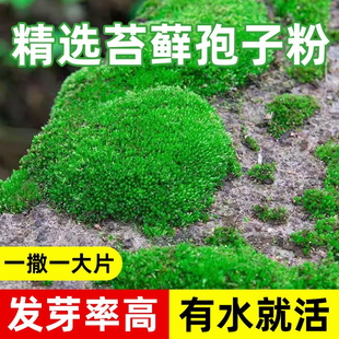 苔藓植物种子吸水石假山上水石盆景草四季鲜活青苔种籽苔藓孢子粉