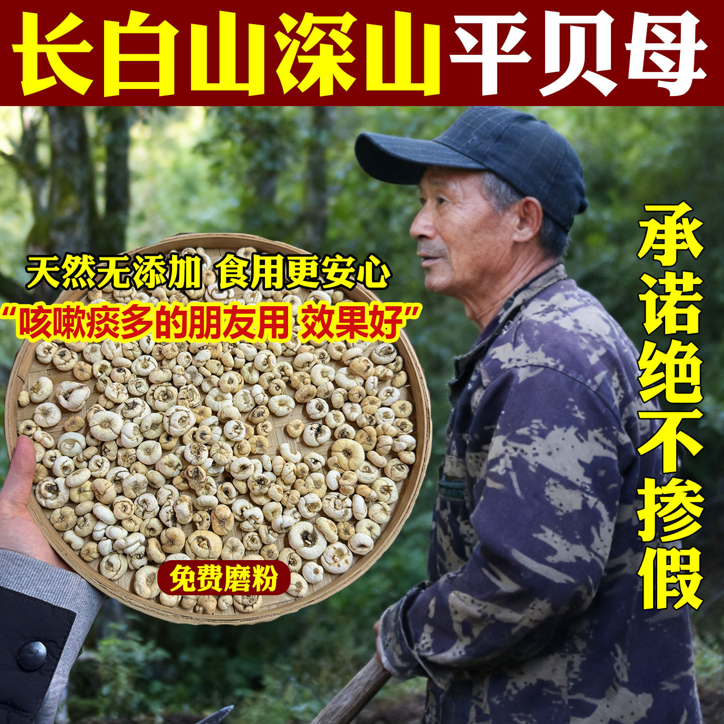 贝母中药材长白山深山平贝母天然无硫熏新货特级煲汤煮水可磨粉 - 实物图