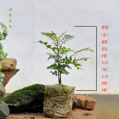 云南正宗红芽清香木驱蚊空气常绿
