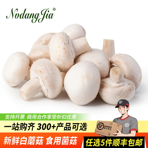 新鲜白蘑菇口蘑食用菌菇食材