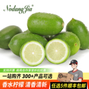 海南香水柠檬新鲜皮薄靓果精选香水子弹头青柠檬无籽奶茶店用用品