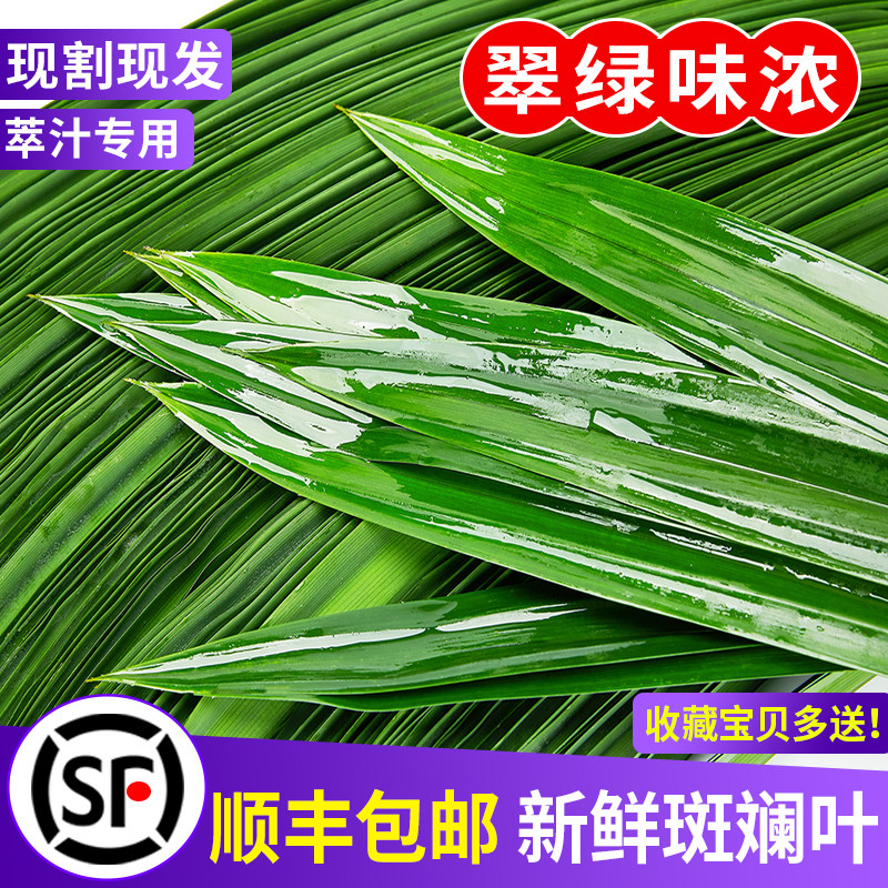 斑斓叶新鲜食用香兰叶千层蛋糕原料摆盘装饰烘焙奶茶商用班兰叶子_虎窝淘