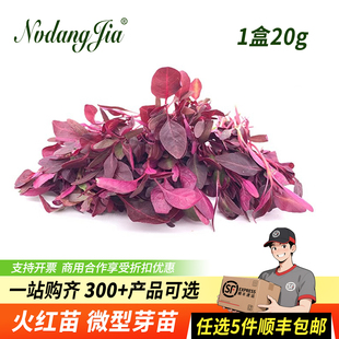火红苗新鲜芽苗菜斯卡纳苗食用安曼红西餐日料刺身装饰沙拉蔬菜