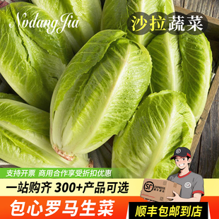 包心罗马生菜新鲜包心罗纹罗马蔬菜沙拉生菜即食生菜西餐沙拉食材