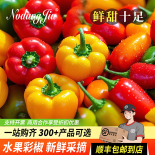 彩椒新鲜生吃水果彩椒五彩甜椒灯笼椒柿子椒圆椒小彩椒蔬菜甜辣椒