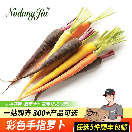 新鲜迷你彩色小萝卜西餐摆盘装饰