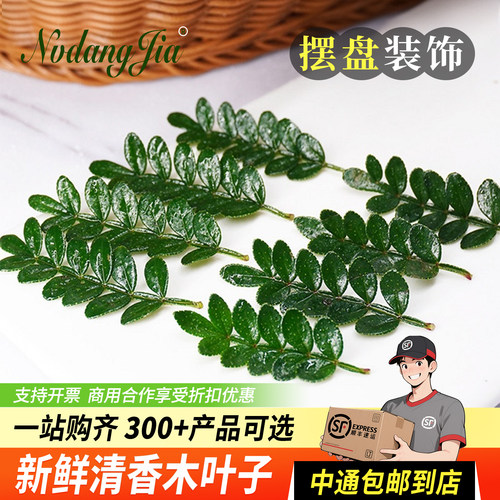 新鲜清香木叶子蛋糕烘焙装饰花草