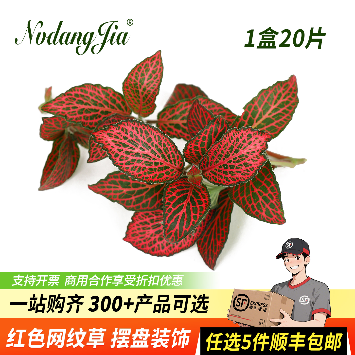 新鲜红色网纹草日料摆盘装饰花草