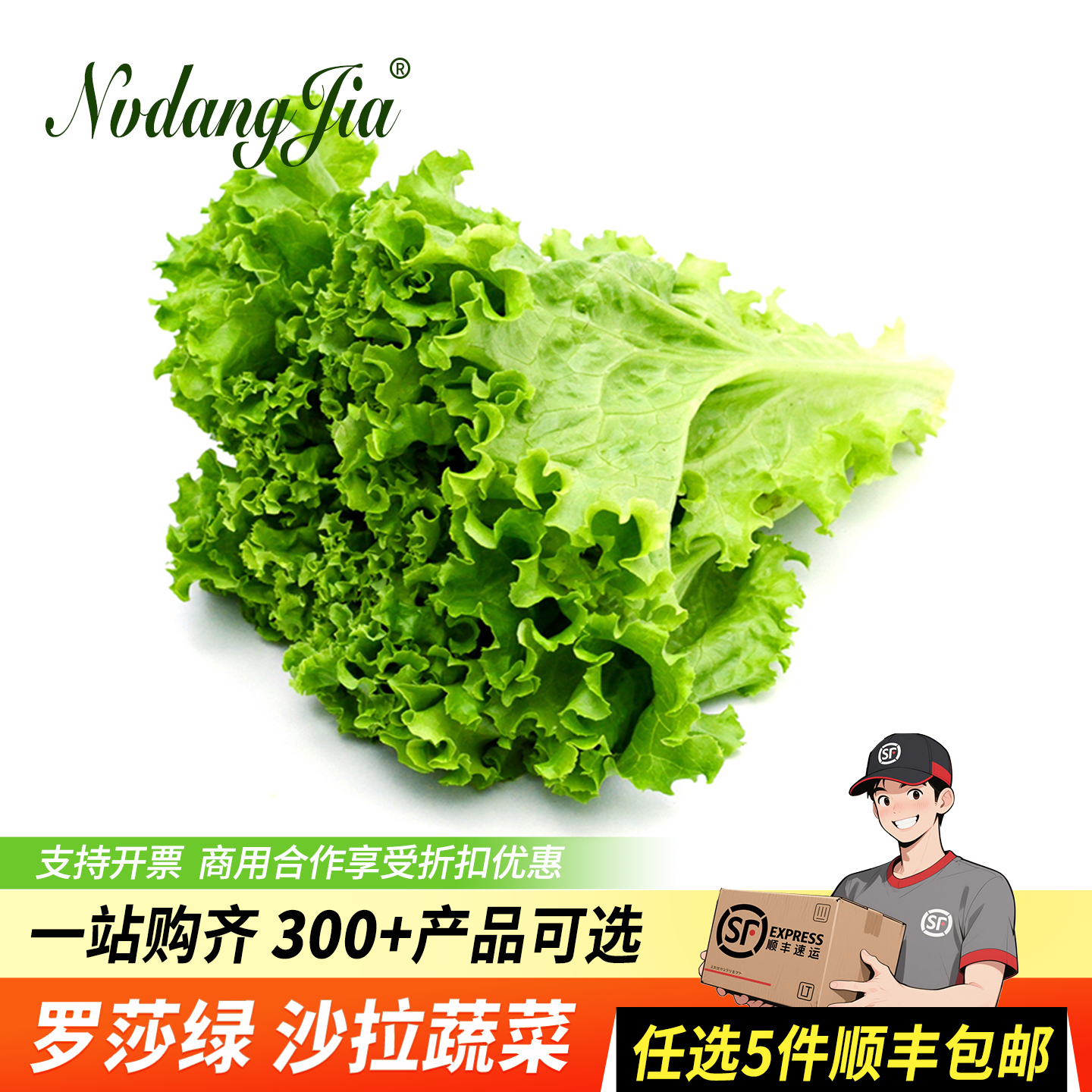 新鲜罗莎绿生菜绿毛卷叶沙拉蔬菜
