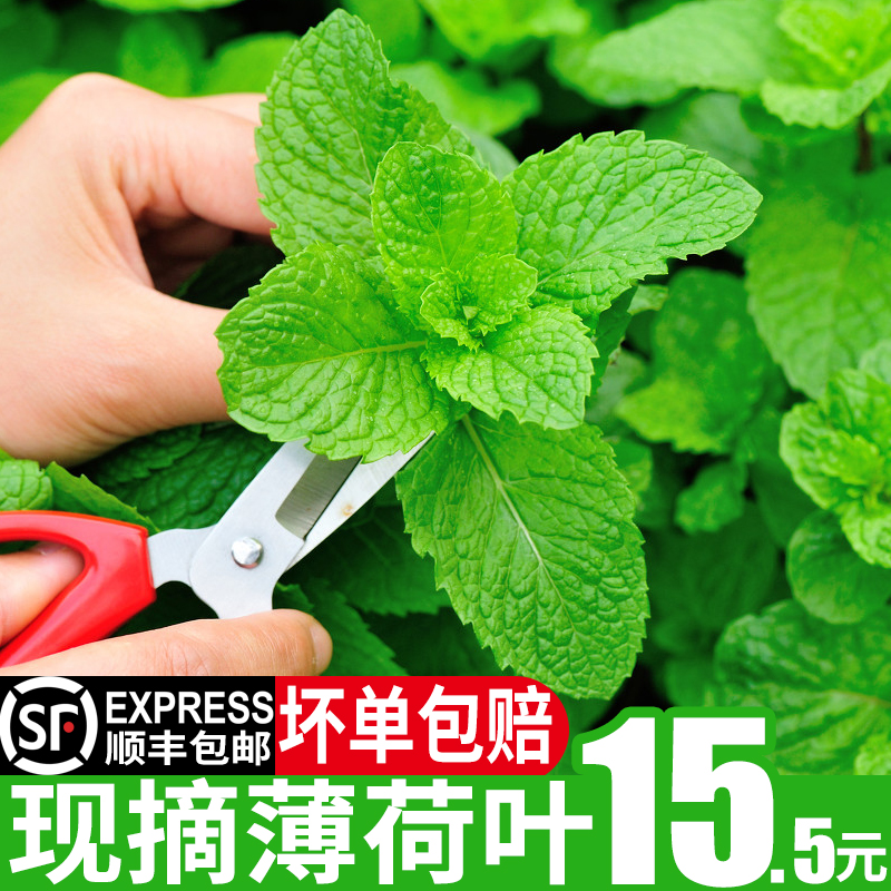 薄荷叶新鲜食用泡水包邮烘焙调酒水吧莫吉托鸡尾酒专用薄荷250g|ruв категории водной мясо/свежие фрукты и овощи/еда, свежие овощи/овощной продукции, свежие овощи, другие - от Buy2taobao.com для оказания профессиональной услуги покупки агента Taobao
