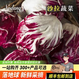 落地球新鲜生菜紫苣红菊苣红卷心菜西餐食材沙拉蔬菜即食球生菜