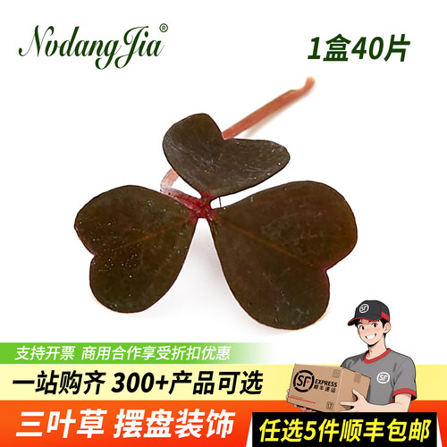 新鲜三叶草幸运草摆盘装饰花草