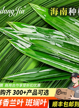 海南斑斓叶新鲜食用香兰叶千层蛋糕原料摆盘装饰烘焙奶茶班兰叶子