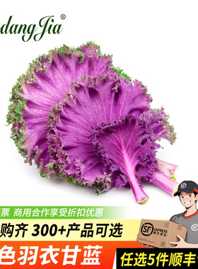 紫色羽衣甘蓝新鲜蔬菜榨汁沙拉食材紫甘蓝叶子雨衣甘蓝叶沙拉蔬菜