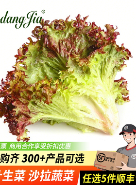 红叶生菜新鲜蔬菜沙拉食材即食沙拉菜烤肉西餐轻食罗莎红生菜蔬菜