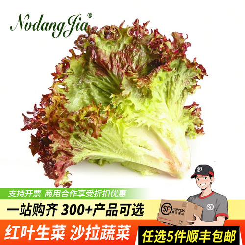 红叶生菜新鲜沙拉蔬菜西餐食材