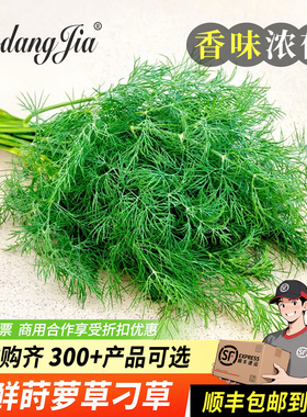 新鲜莳萝草 香料 Dill 刁草 非茴香苗食用香料西餐食材装盘装饰