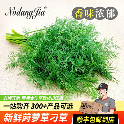 新鲜莳萝草香料Dill刁草非茴香