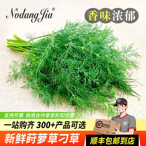 新鲜莳萝草香料Dill刁草非茴香