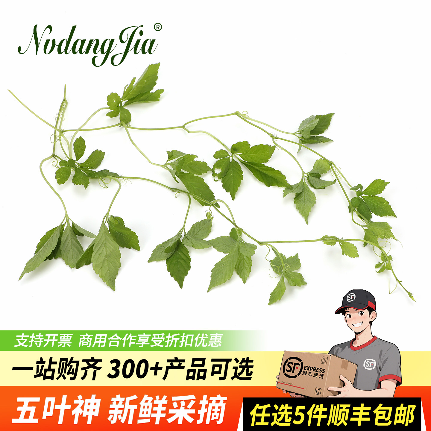 五叶神新鲜五叶参 绞股蓝七叶草 农家乐农庄煲汤食材特色野菜蔬菜