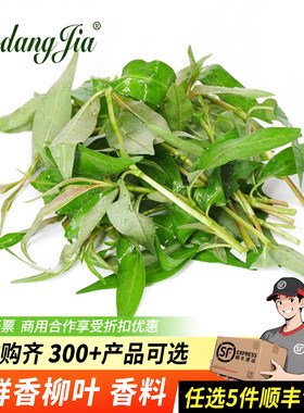 香柳叶新鲜叻沙叶香料菜拉萨叶