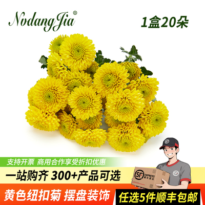 新鲜黄色纽扣菊小菊花黄彩菊鲜花