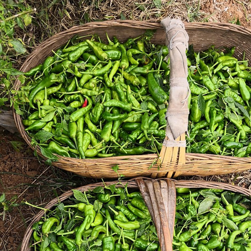 秋辣椒农家新鲜辣椒小个土辣椒小辣椒土辣椒香辣皮薄肉厚包