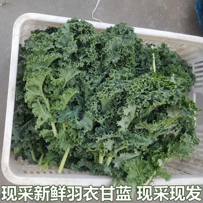 新鲜羽衣甘蓝叶蔬菜生吃沙拉食用生菜榨汁食材现摘现发