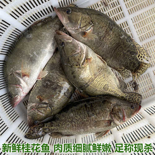 新鲜桂花鱼现杀鳜鱼鳌花鱼淡水鱼季花鱼桂花鱼新鲜水产足称现杀