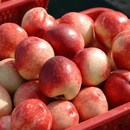 白心油桃包邮纯脆应季现摘新鲜