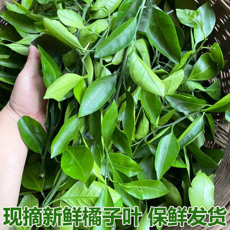 农村现摘橘子叶新鲜桔子叶柑橘叶橙树叶叶子西点蛋糕装饰绿色点缀