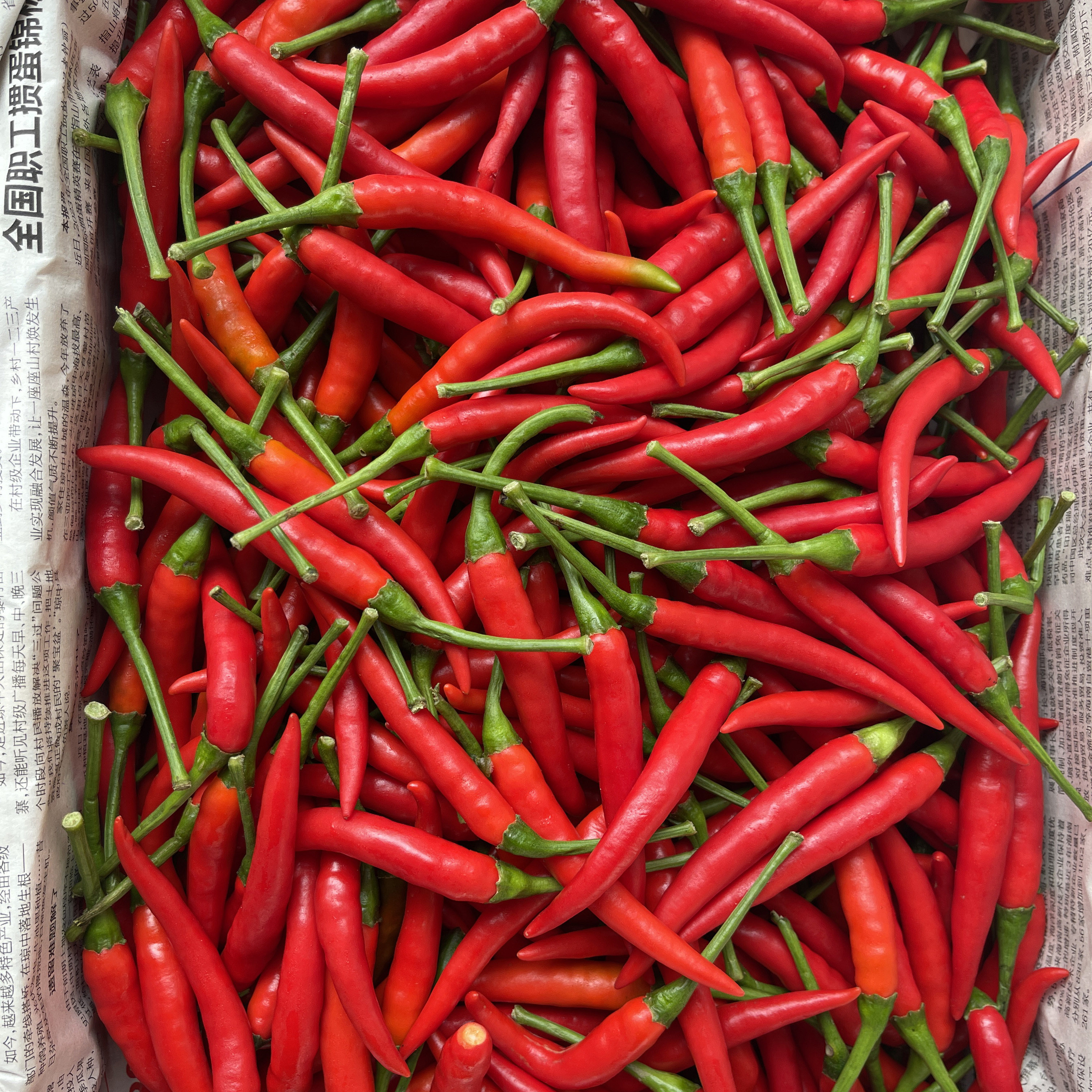 新鲜小米辣椒农家自种红辣椒指朝天椒蔬菜泡椒特辣小米椒鲜辣包邮