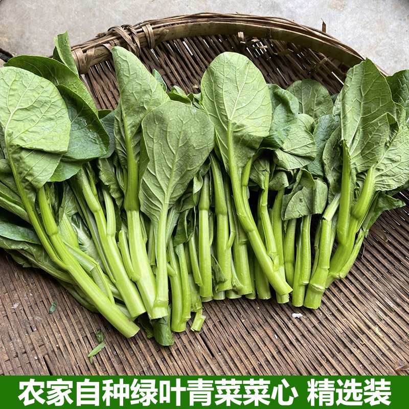 广东菜心新鲜蔬菜甜菜心苗菜青菜小菜心苗迷你菜心鲜嫩清甜包邮